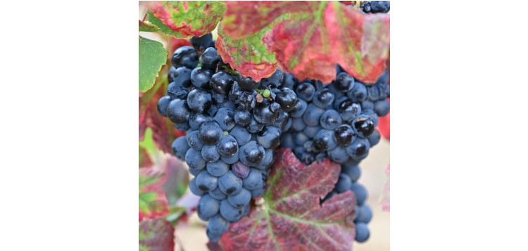 DFJ Vindimas 1_0314_red site_jpg